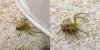 Philodromus sp.